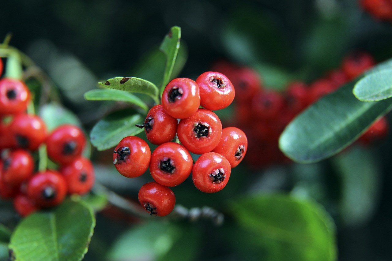 都体：尤文为随队远征挪威的约400名球迷发放30欧电子商城券